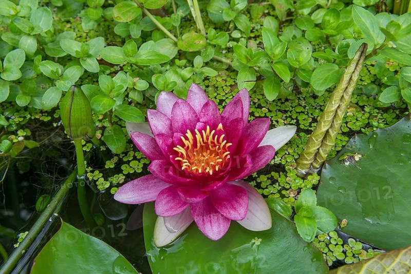 Red water lily (Nymphaea) on green leaves in a pond, duckweed, Baden-Württemberg, Germany