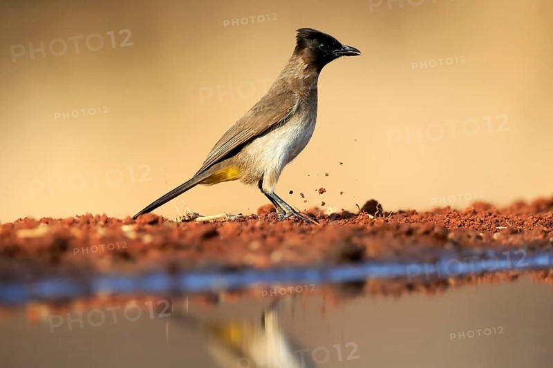 Grey bulbul (Pycnonotus barbatus), adult, at the water, Kruger National Park, Kruger National Park, Krugerpark, South Africa