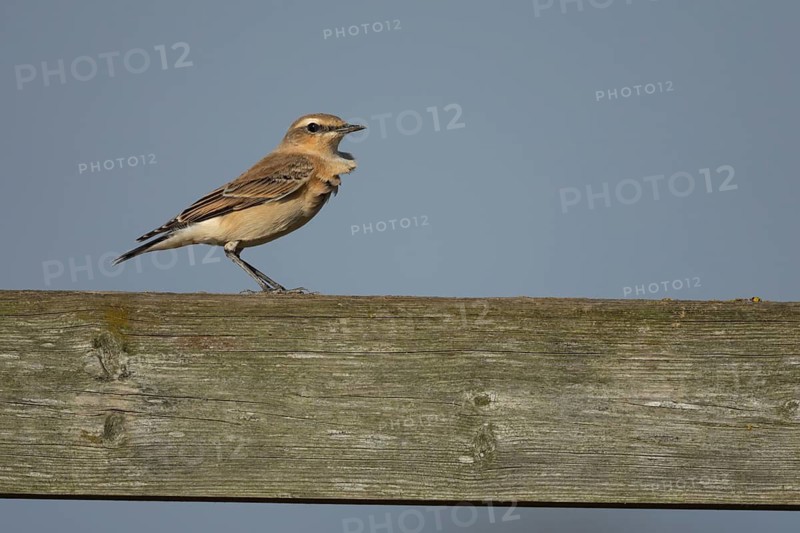 Wheatear (Oenanthe oenanthe) adult female bird on a wooden fence, RSPB Frampton marsh nature reserve, Lincolnshire, England, United Kingdom