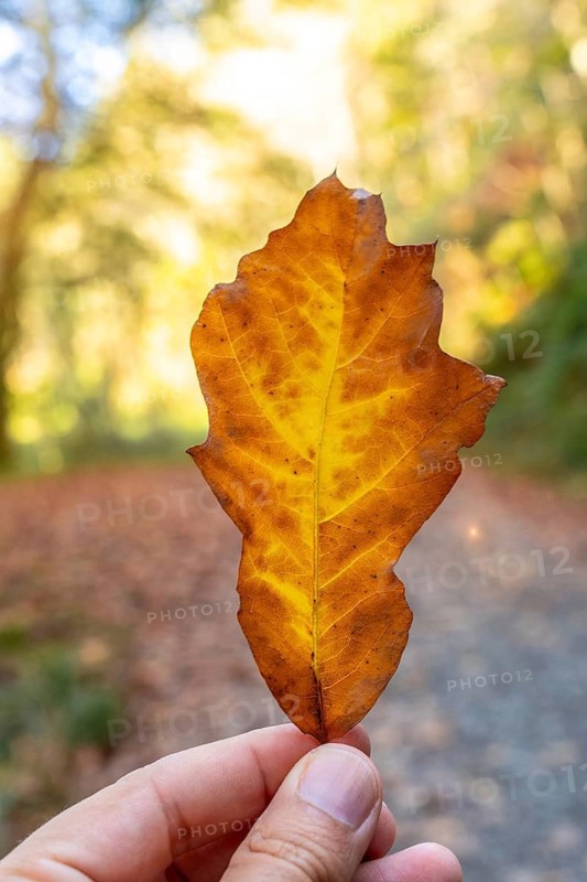 A person is holding a leaf in their hand, and the leaf is yellow and brown. Concept of autumn and the beauty of nature