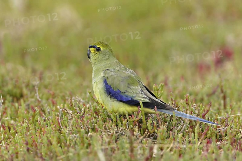 Blue-winged Parrot (Neophema chrysostoma), Victoria, Australia