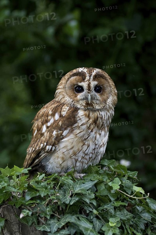 Tawny Owl (Strix aluco), Wales, United Kingdom