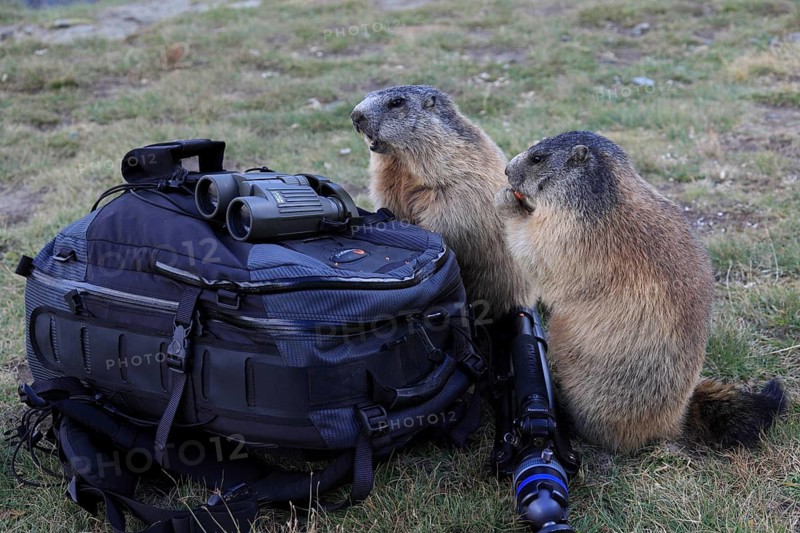 Two adult Alpine Marmot, Marmota marmota, explore the photographers backpack, looking for food