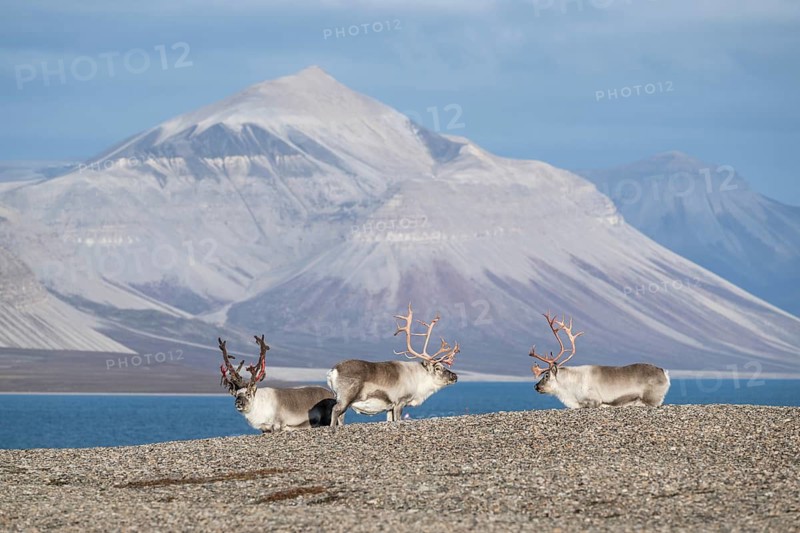 Svalbard reindeers (Rangifer tarandus platyrhynchus), male, bull with blood-red velvet antlers, tundra in autumn, Kapp Wijk, Svalbard, Norway