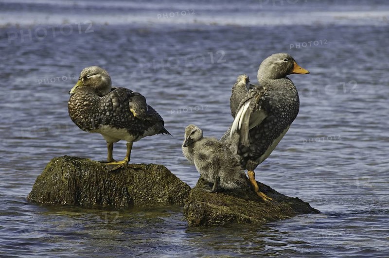 Flying Steamer Duck (Tachyeres patachonicus), Falkland Islands