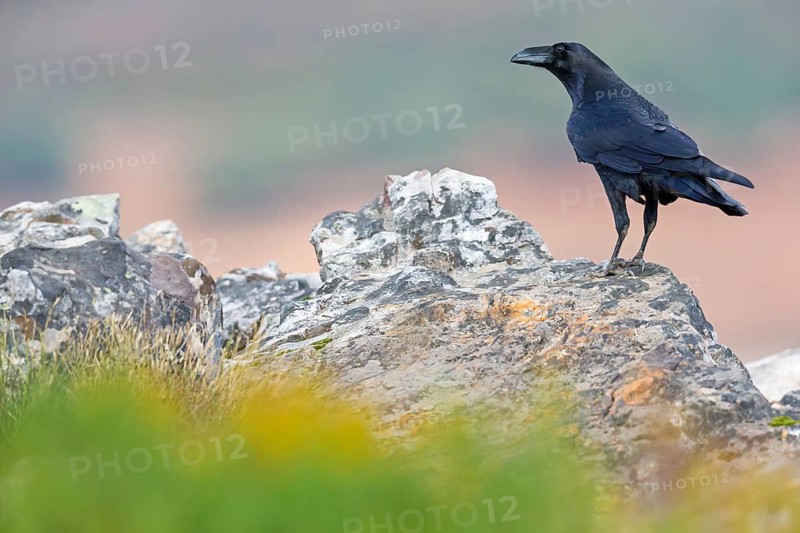 Kolkrabe, Common Raven, Raven, Corvus corax, Grand Corbeau, Cuervo común, Cuervo