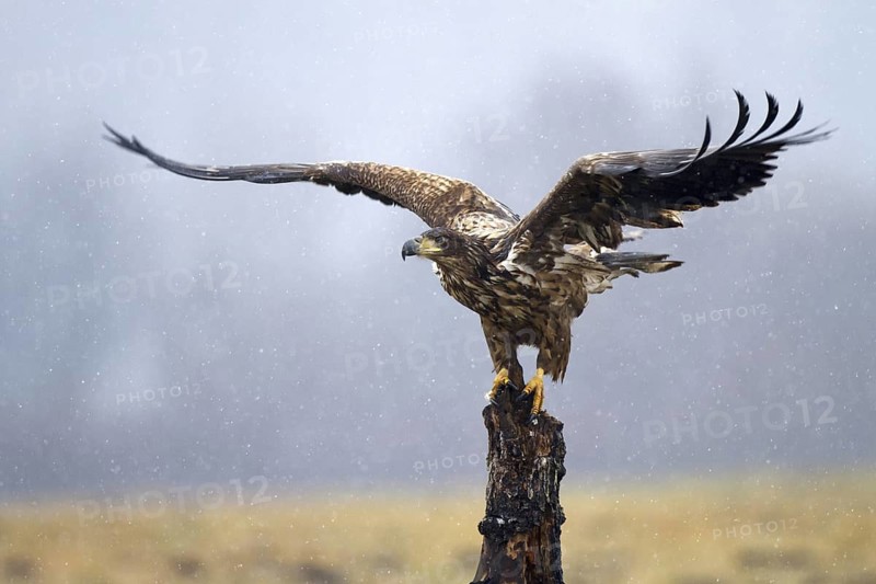 White-tailed Eagle (Haliaeetus albicilla) juvenile, Kutno, Poland