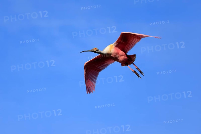 Roseate spoonbill (Platalea ajaja), adult, flying, St. Augustine, Florida, North America, USA