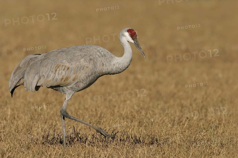 Sandhill Crane (Antigone canadensis), New Mexico, USA