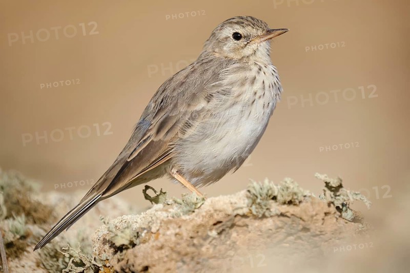 Berthelot's Pipit (Anthus berthelotii), Canary Islands, Spain