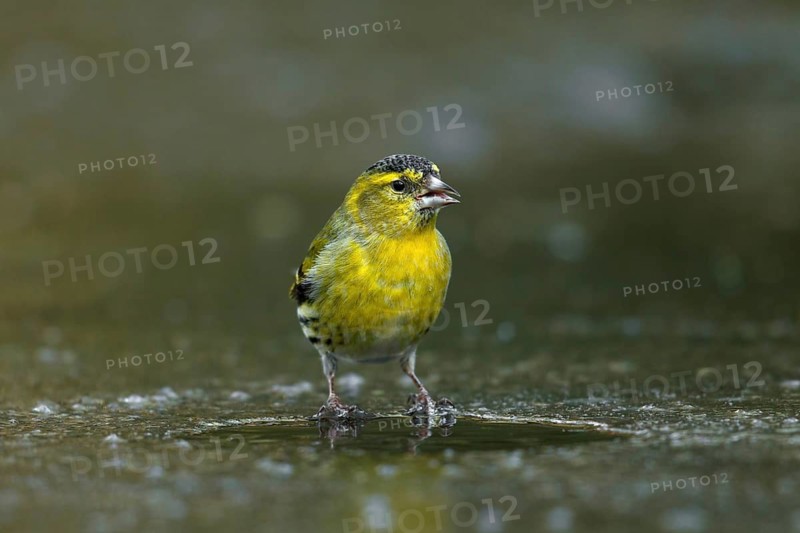 Sijs op het ijs drinkend, Siskin standing on ice and drinking