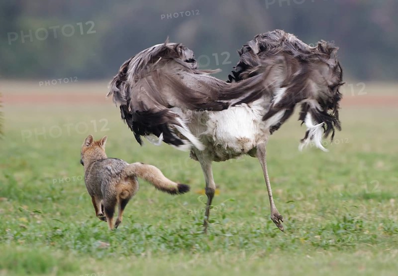 Greater Rhea (Rhea americana) chasing Pampas Fox (Lycalopex gymnocercus) away, Corrientes, Argentina