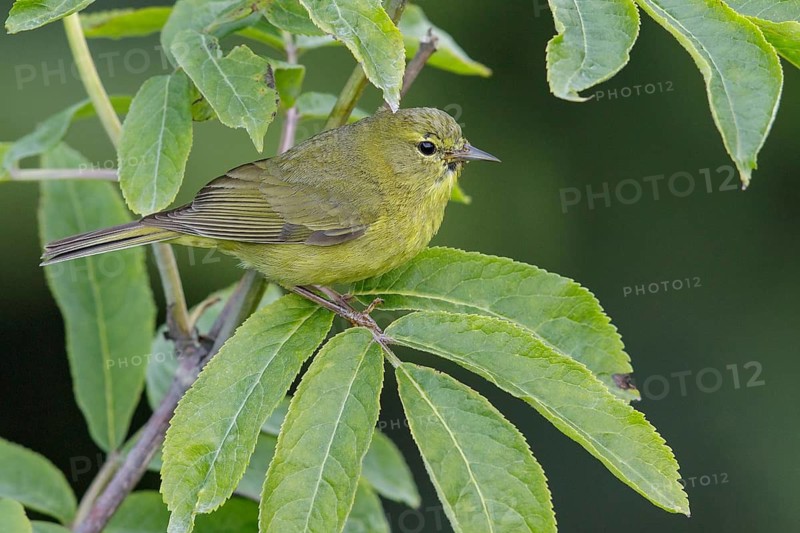 Orange-crowned Warbler (Vermivora celata) perched on a branch in Seward, Alaska
