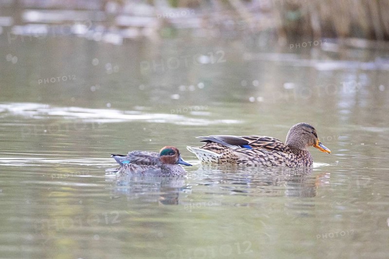 Teal (Anas crecca) ml Germany