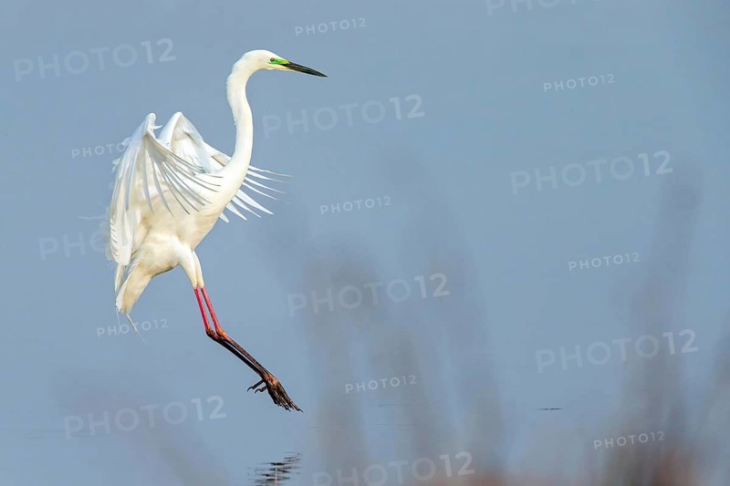 Great White Egret, Great White Heron, Great Egret, Egretta alba, Casmerodius albus, Ardea alba, Grande Aigrette, Garceta Grande, Lake Neusiedl, Burgenland, Austria