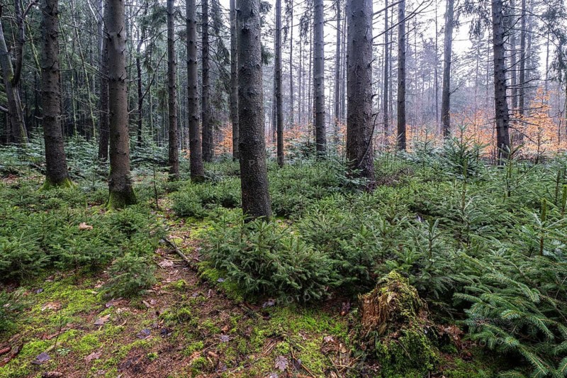 Coniferous forest (Picea abies), Emsland, Lower Saxony, Germany
