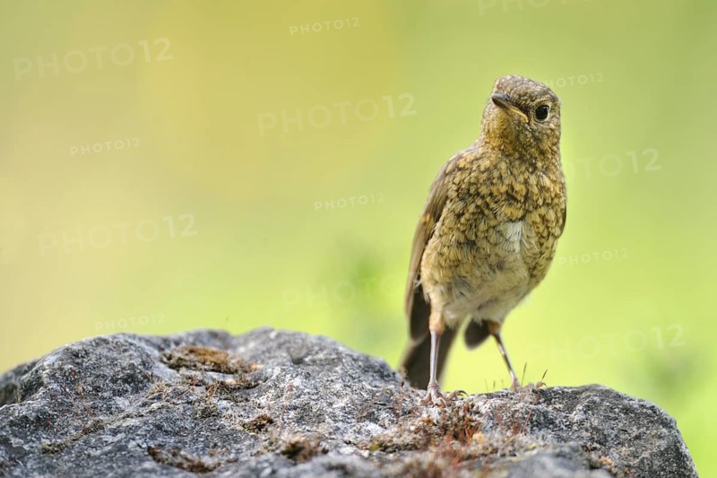 European Robin (Erithacus rubecula) juvenile, North Rhine-Westphalia, Germany