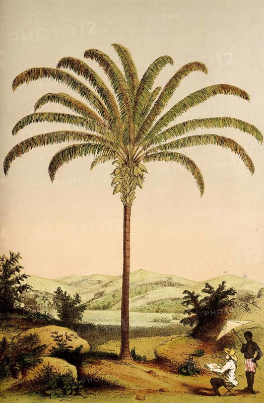 Maximiliana regia, Brazilian royal palm, plant and flower, digitally reworked reproduction of an original from the 19th century
