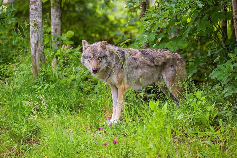 A male Eurasian grey wolf (Canis lupus lupus) stands in the dense green undergrowth at the edge of a forest