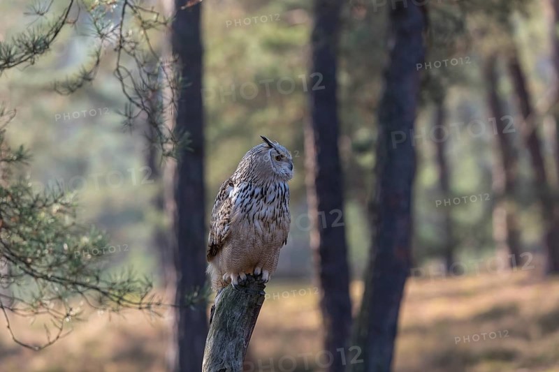 One Siberian Eagle Owl (Bubo bubo sibiricus) perched on a tree stump in a forest. Early morning light with bright forest in the background