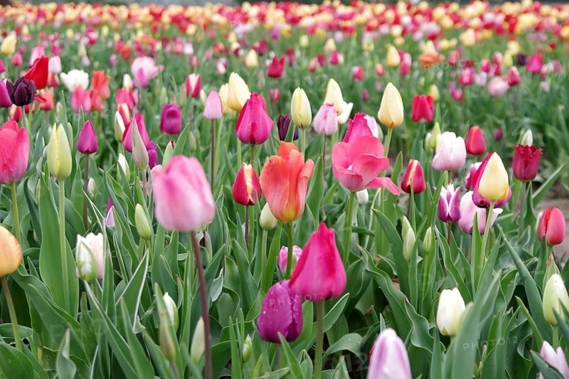 Tulips (Tulipa), tulip bed, colourful, closed flowers, cut flowers, orange, yellow, A bed with different varieties of coloured tulips