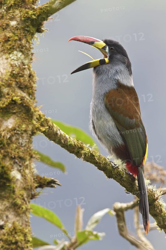 Gray-breasted Mountain-Toucan (Andigena hypoglauca) perched on a branch in Ecuador, South America