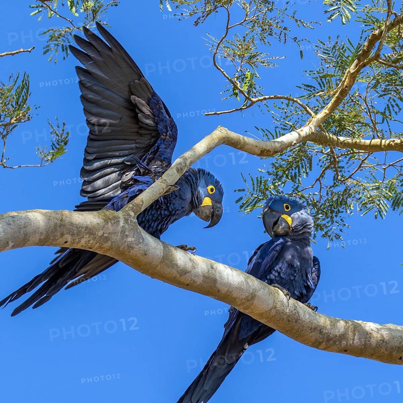 Hyacinth macaw (Anodorhynchus hyacinthinus), South America, Brazil, Mato Grosso, Pantanal