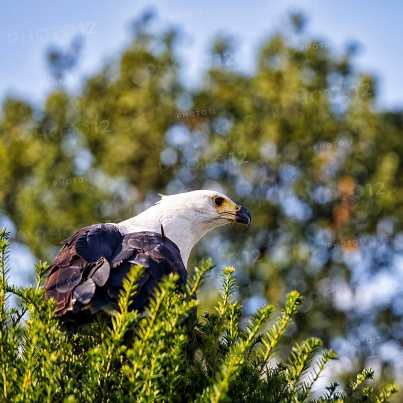Lesser spotted eagle (Icthyophaga vocifer, synonym: Haliaeetus vocifer) searches for prey, captive, bird park, demonstration at the Berlebeck Eagle Sanctuary, Detmold, North Rhine-Westphalia, Germany
