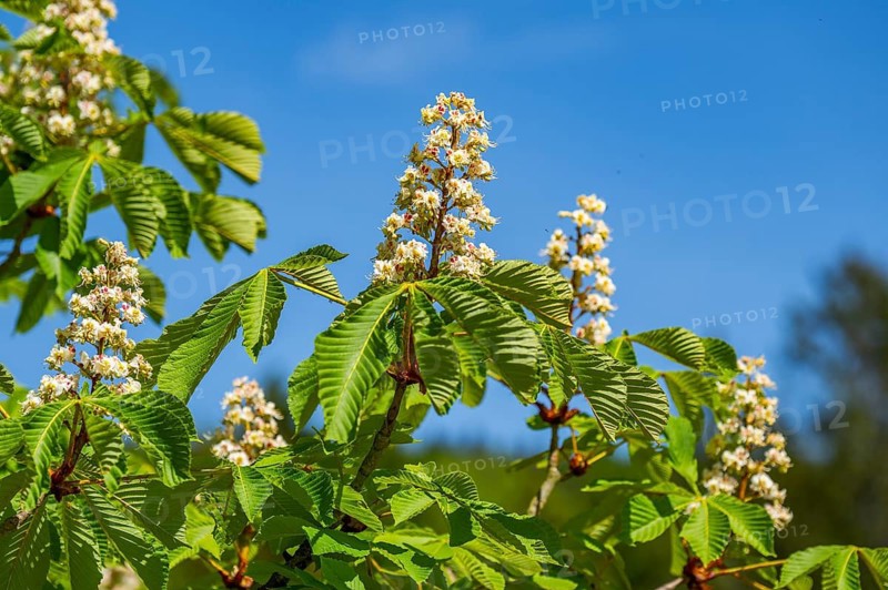 Horse chestnut (Aesculus hippocastanum) flowers blooming in the hunts by Turn and Taxis in early summer near Regensburg, Upper Palatinate, Bavaria, Germany
