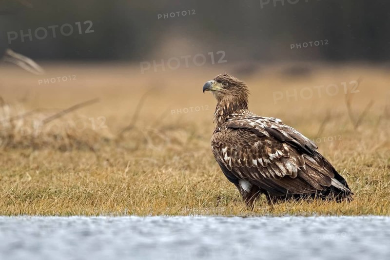 White-tailed Eagle (Haliaeetus albicilla), Poland