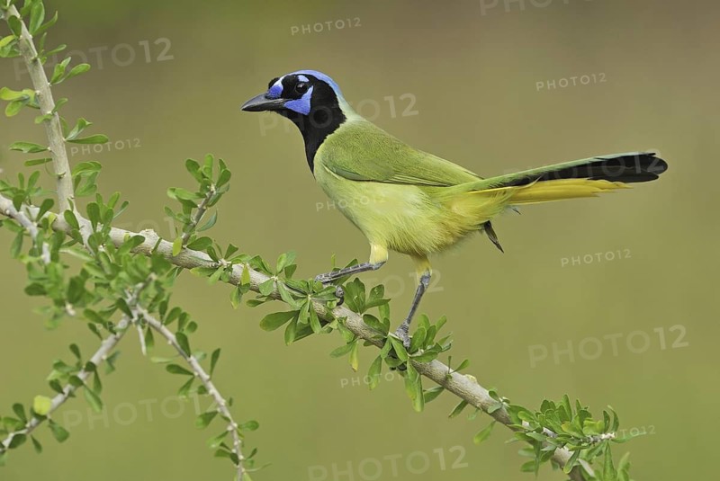 Green Jay (Cyanocorax luxuosus), Texas, USA