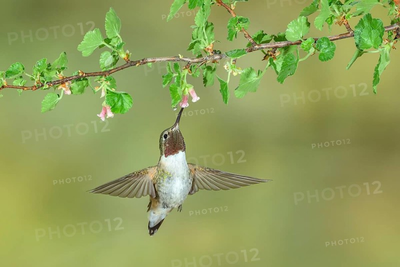 Broad-tailed Hummingbird (Selasphorus platycercus) male flying, Colorado, USA