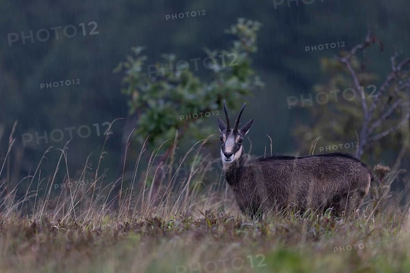 Chamois (Rupicapra rupicapra), Vosges, France