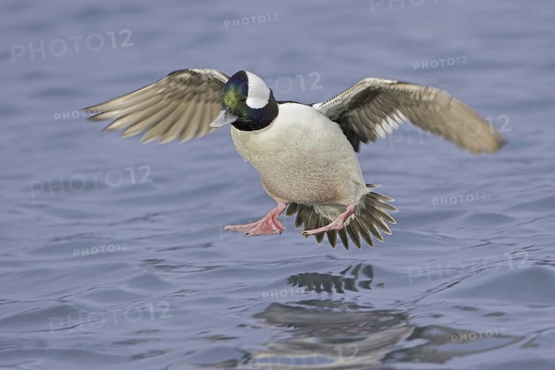 Bufflehead (Bucephala albeola) male, British Columbia, Canada