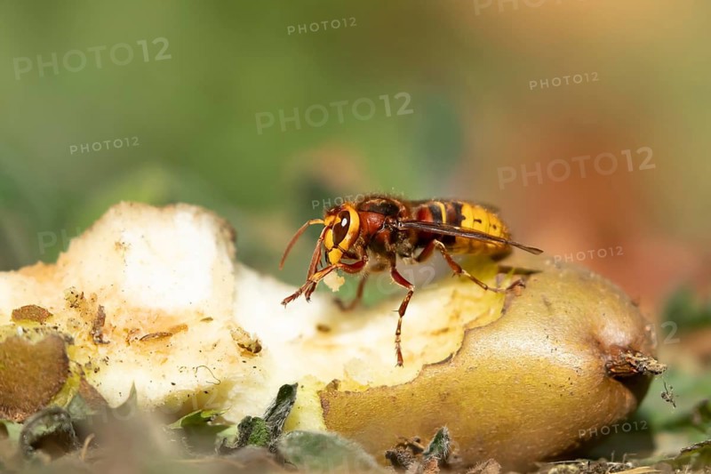 European hornet (Vespa crabro) adult insect feeding on a fallen pear fruit in a garden in summer, England, United Kingdom