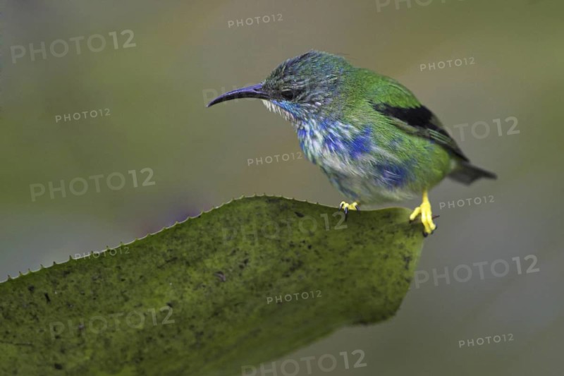 Shining Honeycreeper (Cyanerpes lucidus), Costa Rica