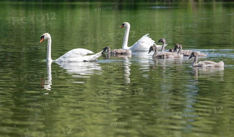 Mute swan (Cygnus olor), adults and juveniles swimming on a pond, Thuringia, Germany