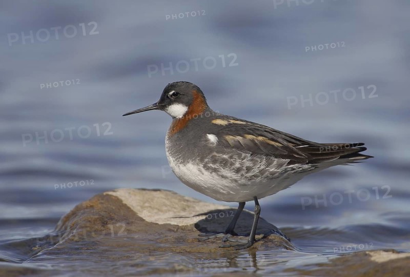 Red-necked Phalarope (Phalaropus lobatus) female, Manitoba, Canada