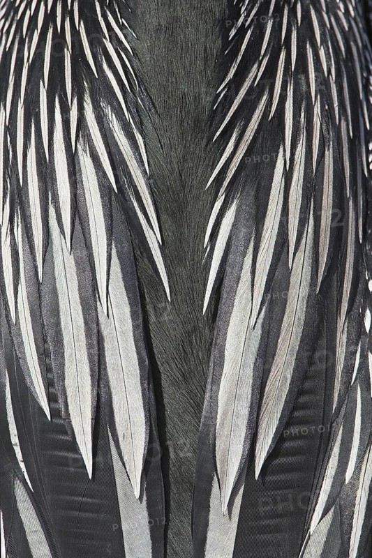 Anhinga (Anhinga anhinga), Florida, USA