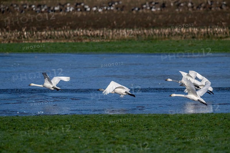 Whooper swans (Cygnus cygnus) and Bewick's swans (Cygnus bewickii), Emsland, Lower Saxony, Germany