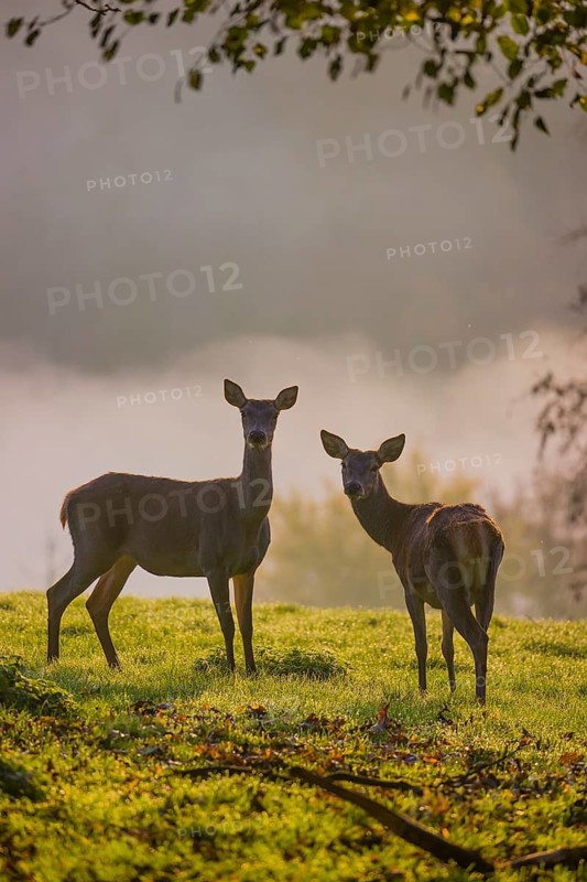 Two red deer hind (Cervus elaphus) stand backlit on a meadow. Early morning light with a forest in mist and fall foliage in the background