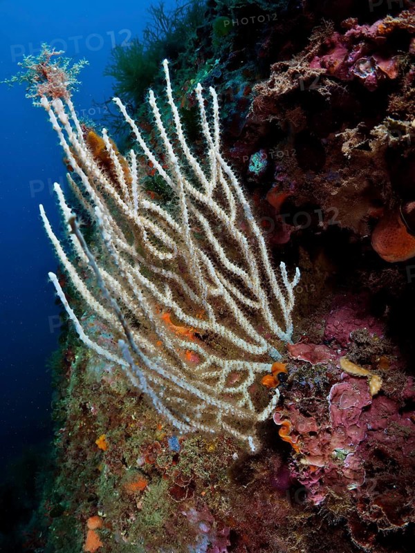 White gorgonian (Eunicella singularis)