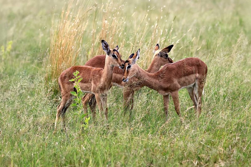 Black heeler antelope (Aepyceros melampus), impala, group, young animals, vigilant, social behaviour, Pilanesberg National Park, North West Province, South Africa