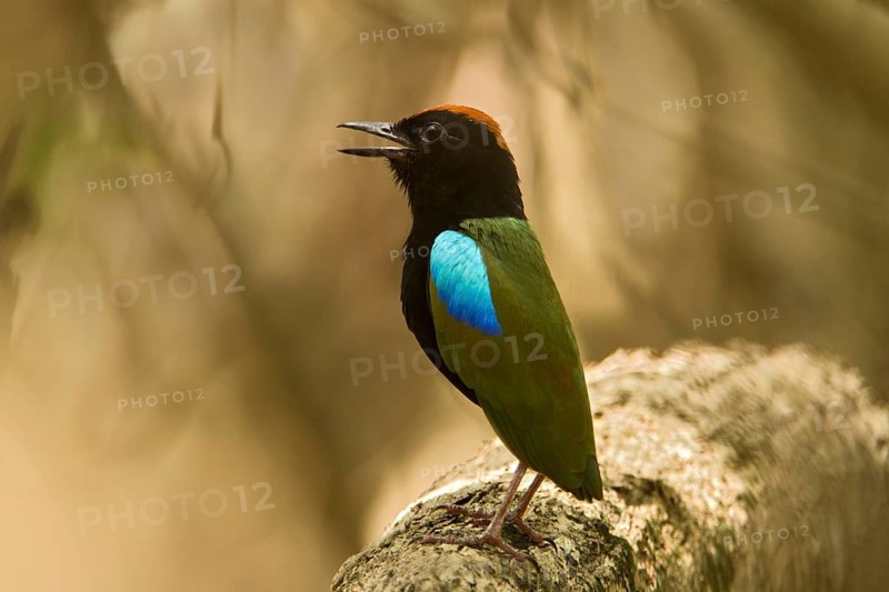 Rainbow Pitta (Pitta iris) singing, Northern Territory, Australia