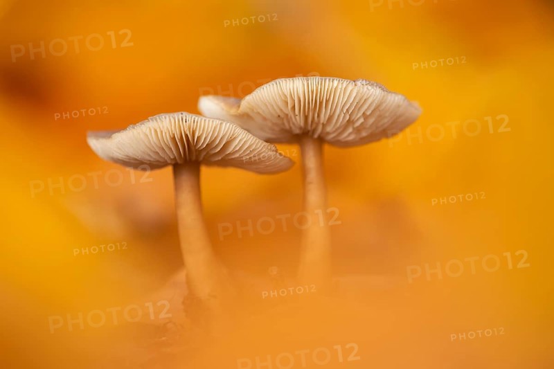 Mushrooms in autumn light, forest, Dötingen, Lower Saxony, Germany