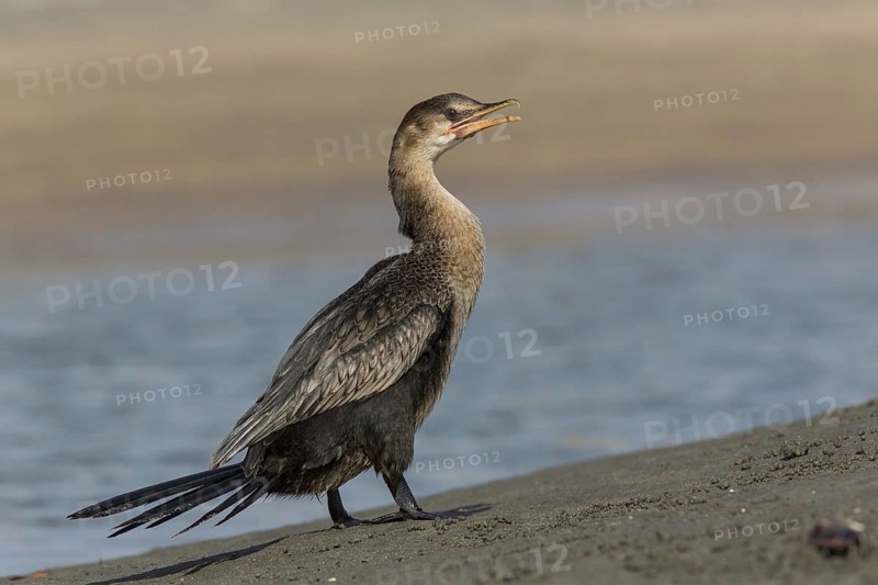 Reed Cormorant (Microcarbo africanus), Gambia