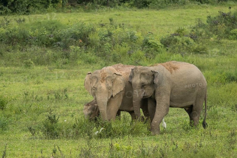 Indian elephants (Elephas maximus indicus), Khiri Khan, Hua Hin, Kui Buri National Park, Thailand