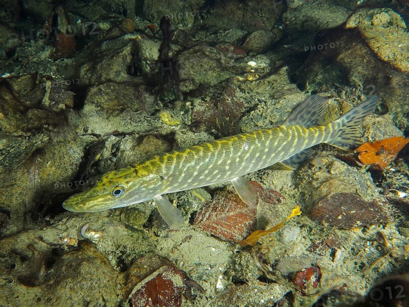 Pike (Esox lucius) amidst stones and natural substrate on the bottom. Dive site Zollbrücke, Rheinau, Canton Zurich, Rhine, High Rhine, Switzerland, Germany