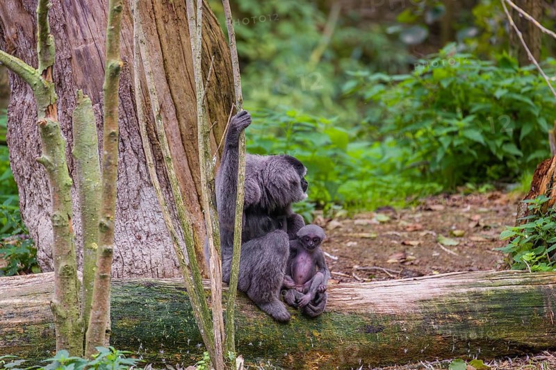 A female silvery gibbon (Hylobates moloch), or Javan gibbon sits with her baby in her arms on a broken tree trunk