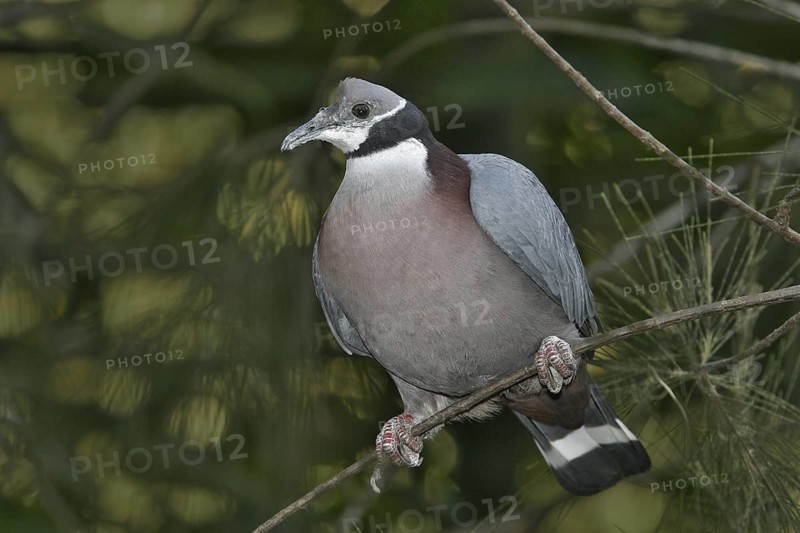 Collared Imperial Pigeon (Ducula mullerii), California, USA